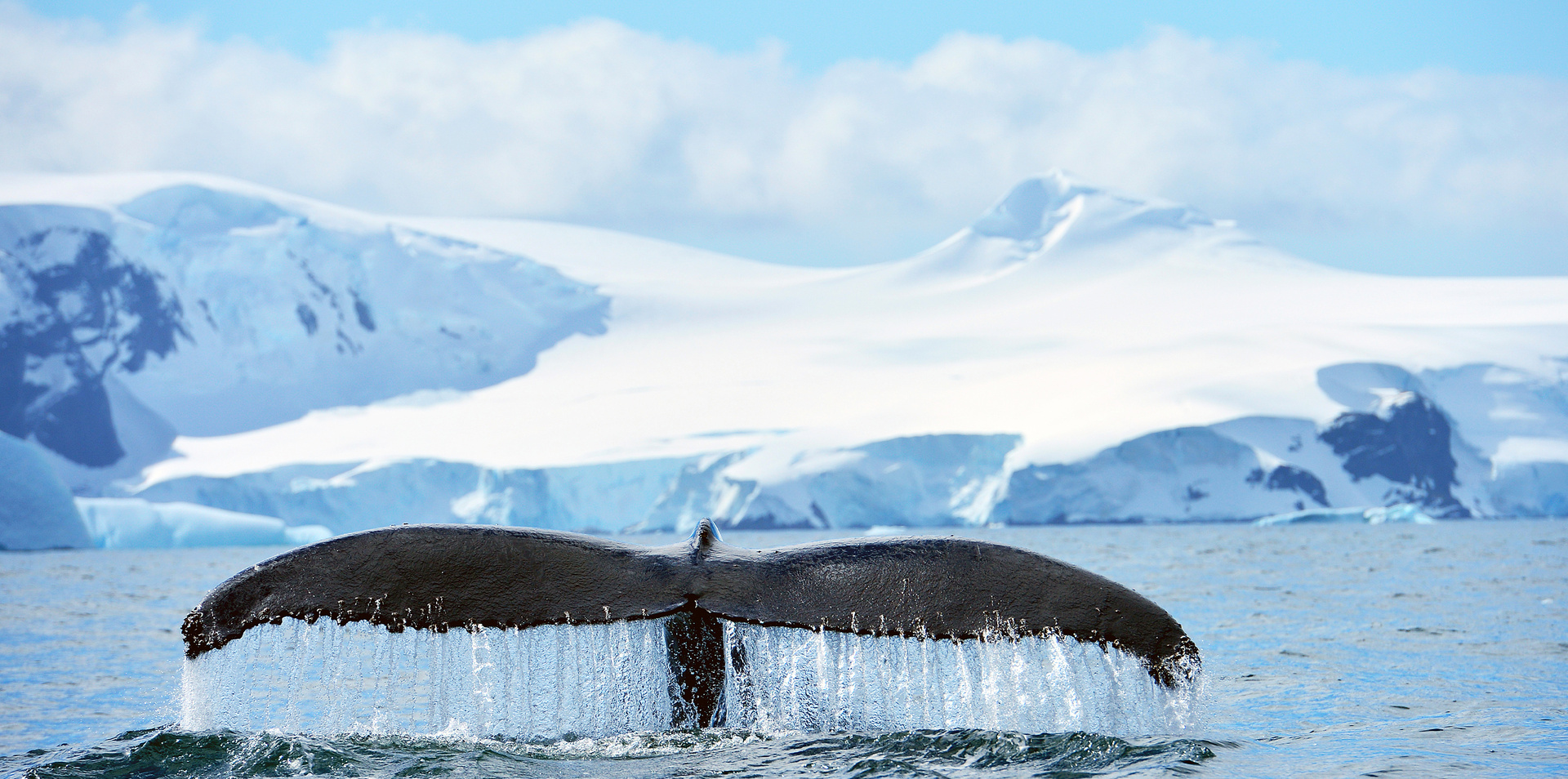 Highlights of Antarctica